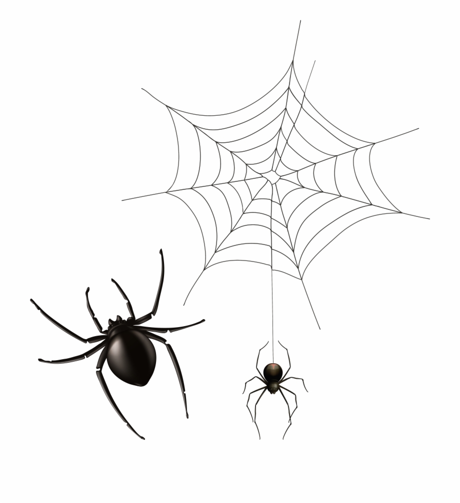 Spider And Cobweb Png Spider In Cobweb