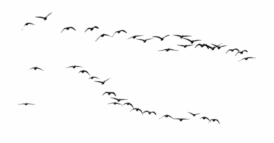 Flying Crows Png Download Png A Flock Of