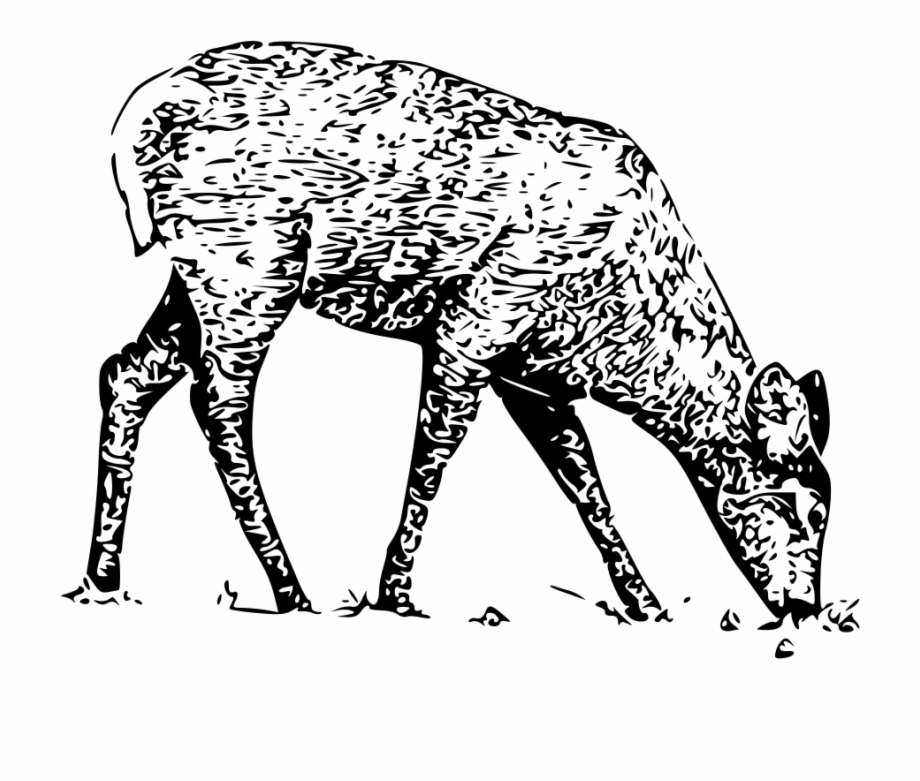 White Tail Deer Animal Line Art Drawings