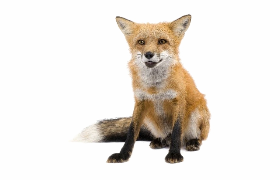 Red Fox Transparent Images Red Fox Vulpes Vulpes