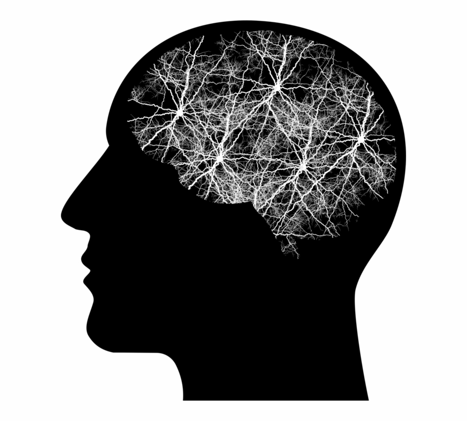 Human Brain Human Head Brain Tumor Clipart Human