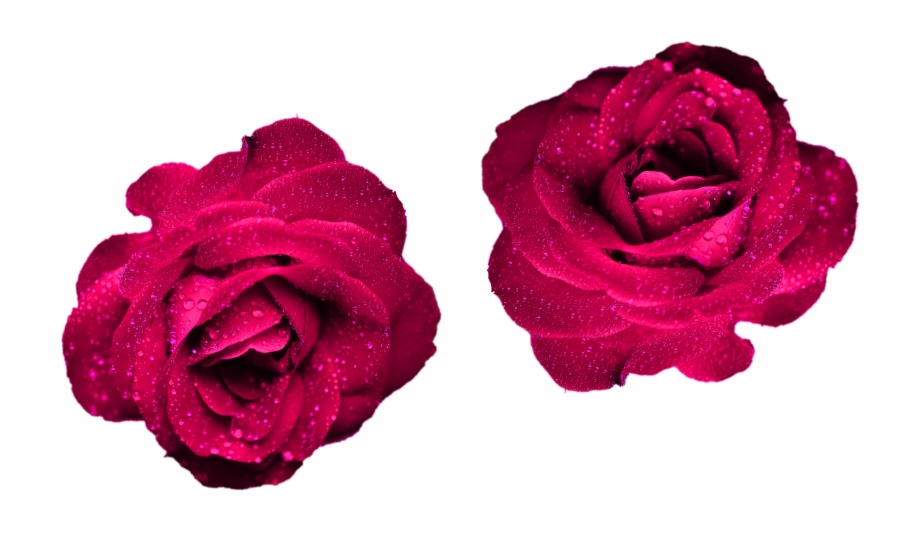 Maroon Color Roses Png Png Roses Nature For