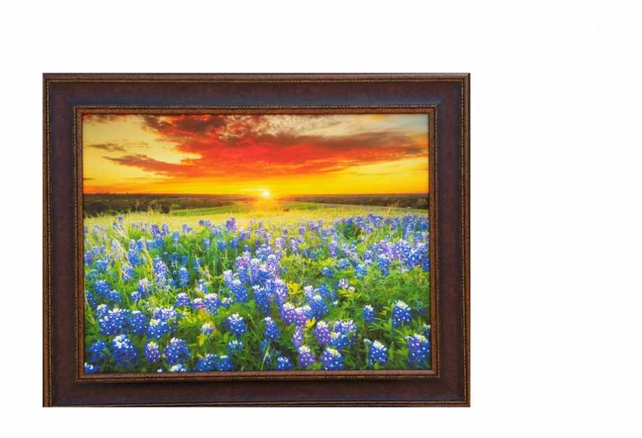 Sunny Days Of Blue Bonnets Bluebonnets Texas Sunset