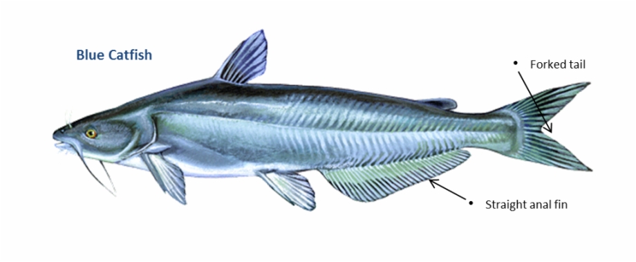 male blue catfish
