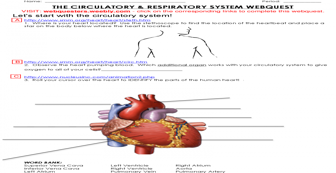 Which Additional Organ Works With Your Circulatory Cartoon