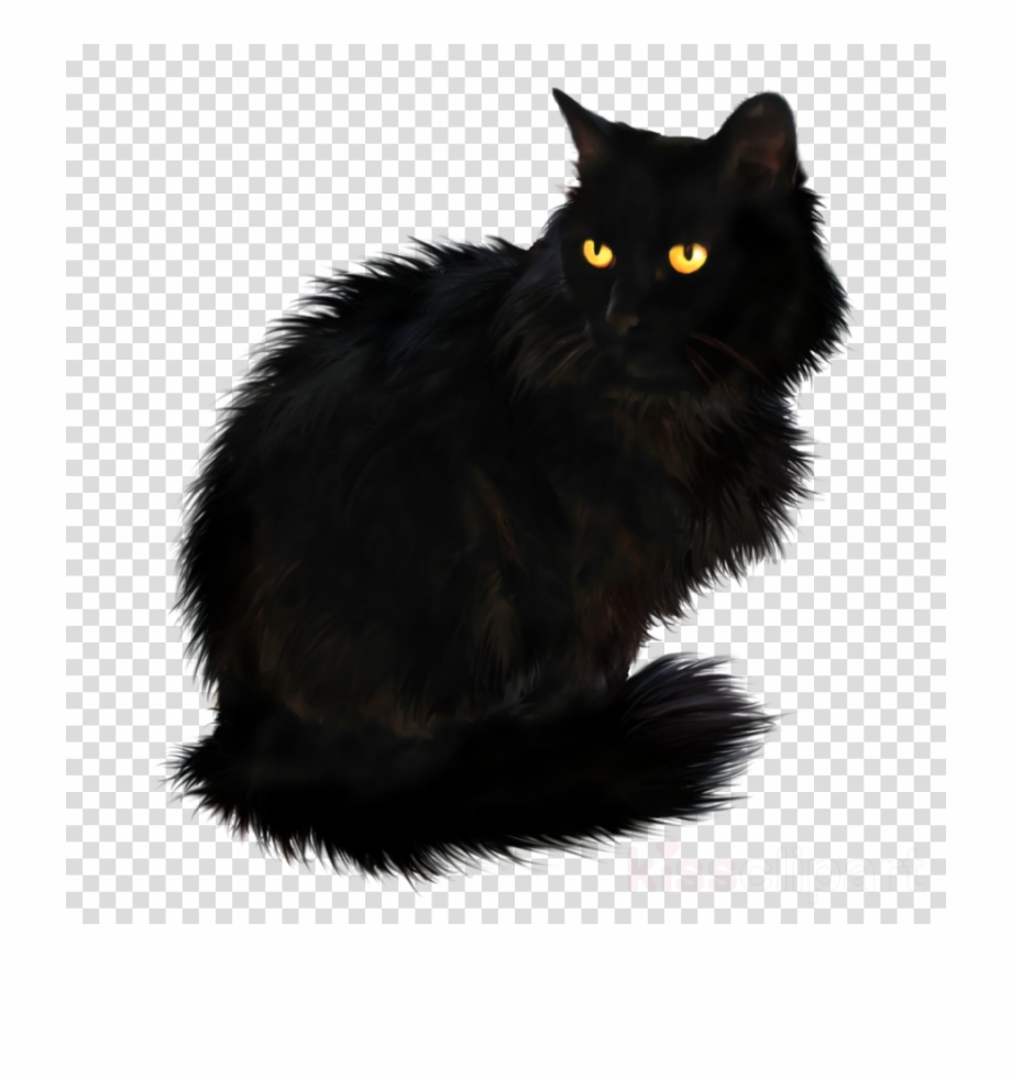 Great Kitten Cat Transparent Png Image Amp Black
