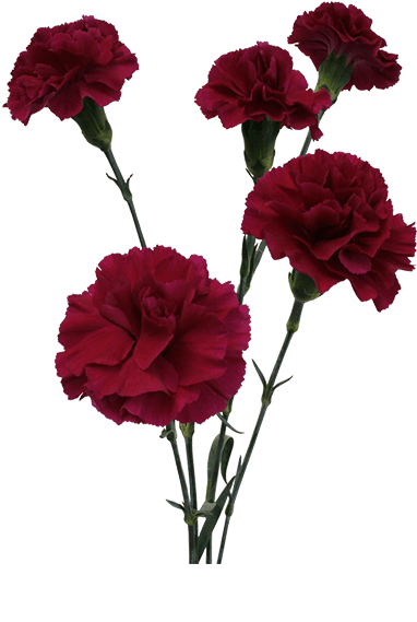 Colibri Flowers Minicarnation Epsilon Grower Of Carnations Png