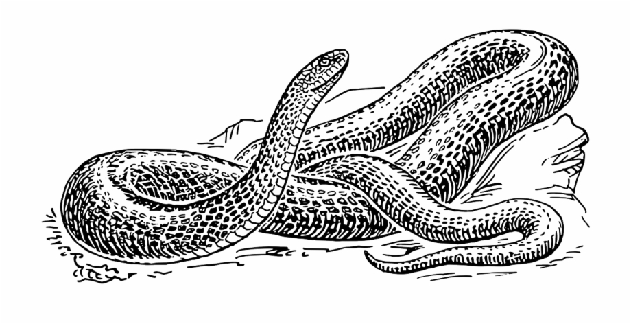 Snake Reptile Wildlife Rat Snake Drawing