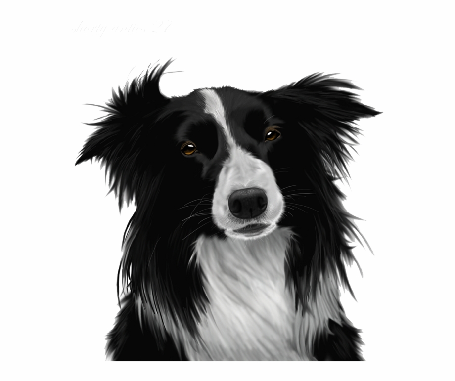 Border Collie Png Image Border Collie Png