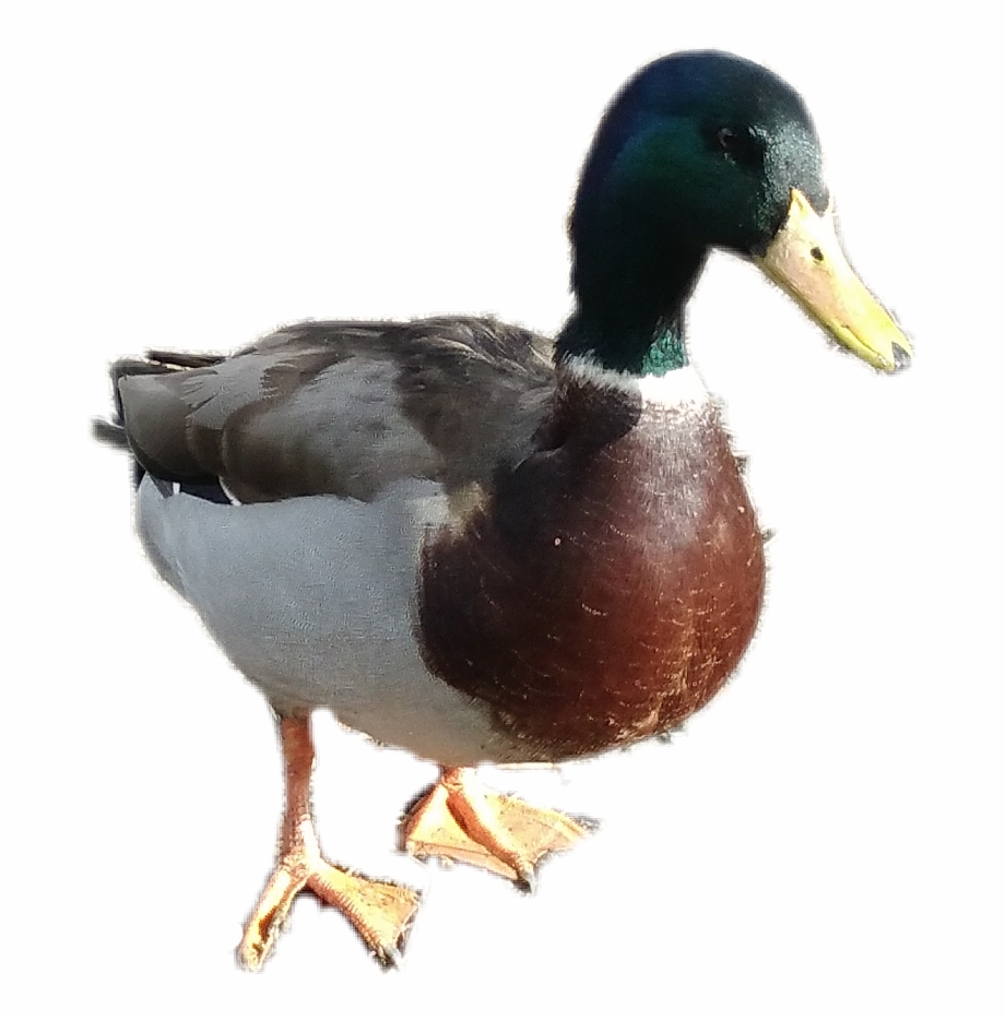 Mallard Duck Mallard