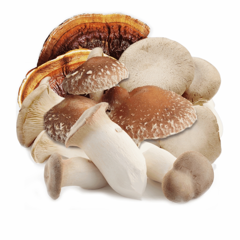 About Mushroom 