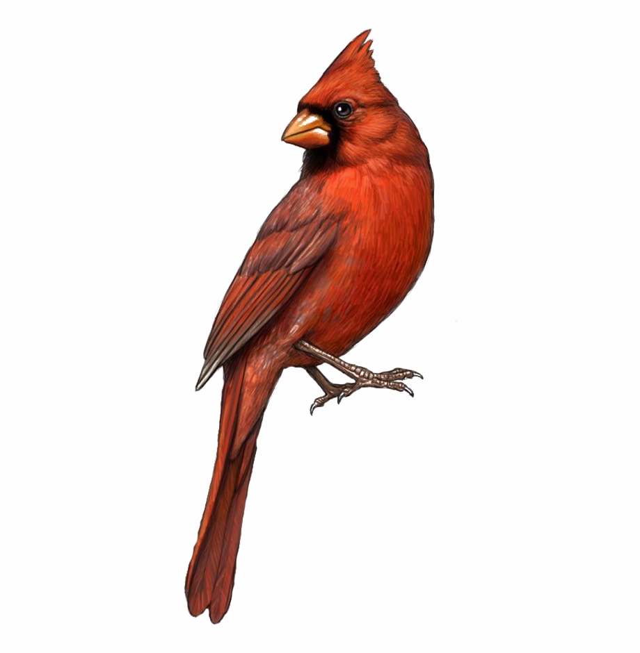 Bird St Louis Cardinals Northern Clip Art Cardinal