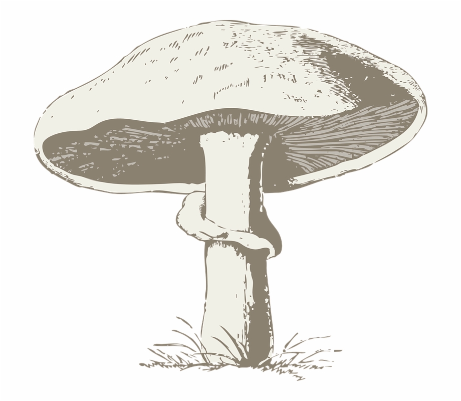 Mushroom Black And White Drawing