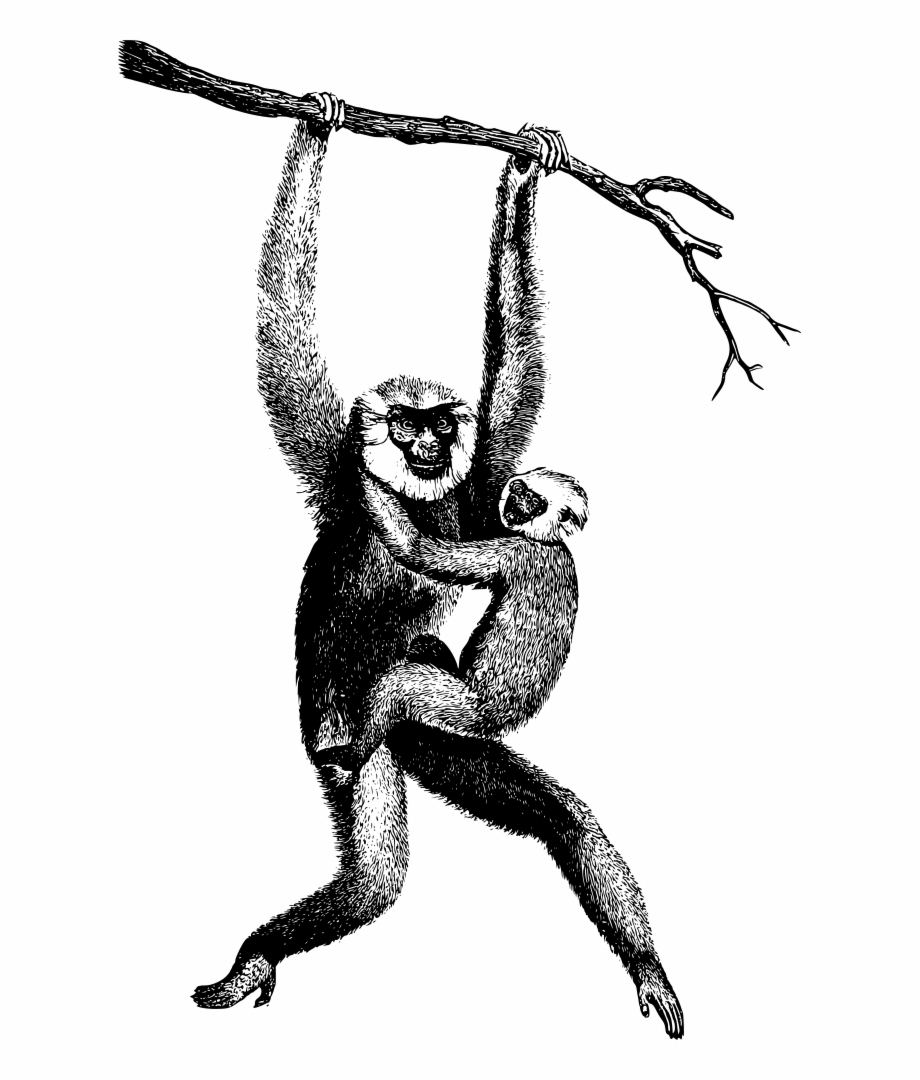 Chimpanzee Drawing Spider Monkey Gibbon Clipart
