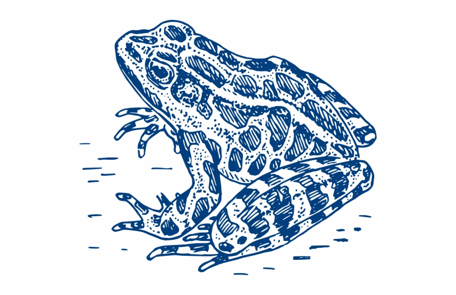 Frog Logo Png Line Drawing Frog