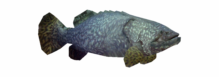 Giantgrouperringo Fish
