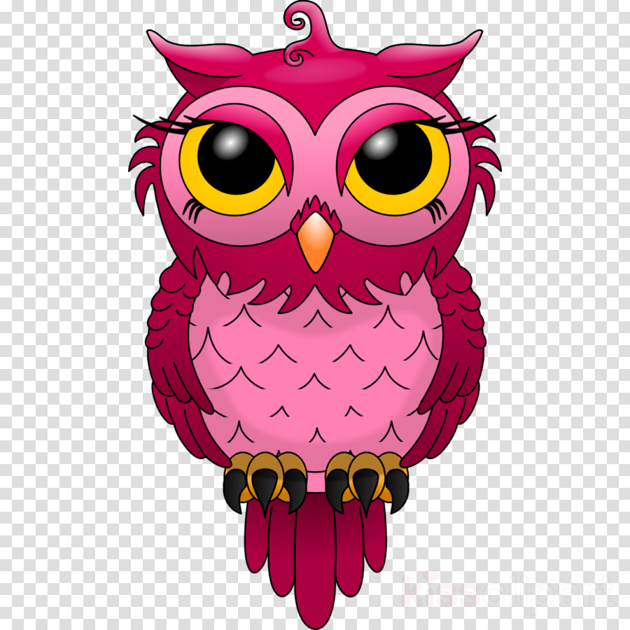 Owl Bird Drawing Transparent Png Image Clipart Free