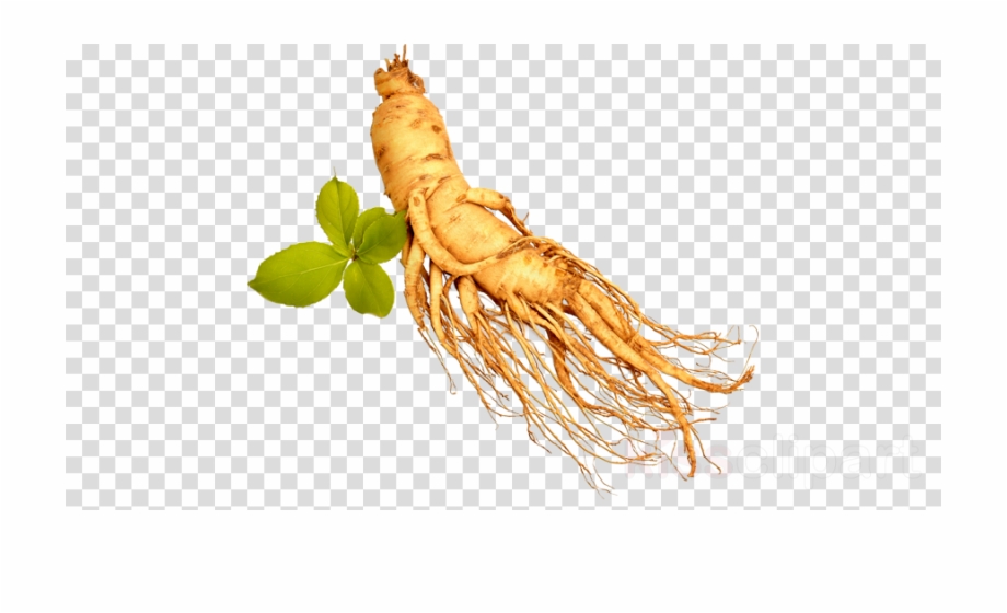 Download Transparent Ginseng Png Clipart Royalty Free Chicken