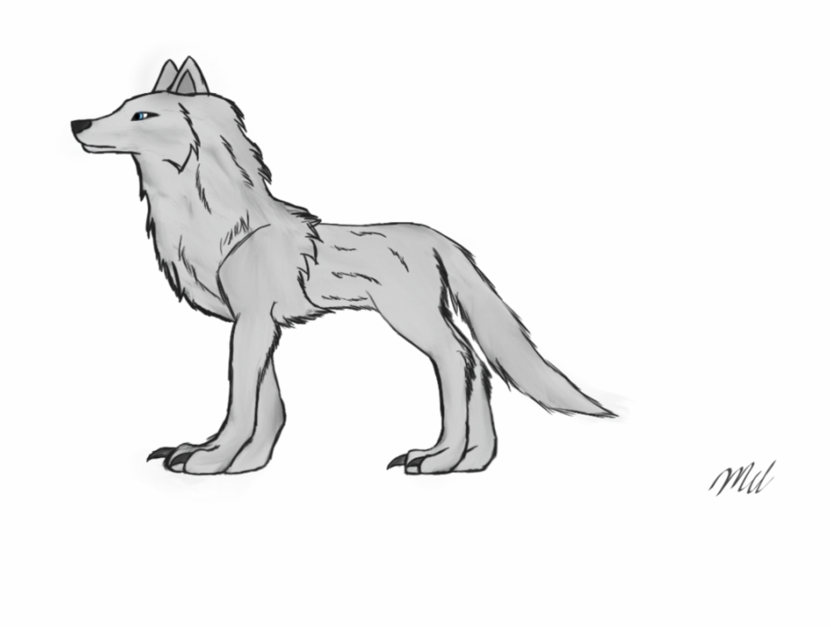 Wildlife Drawing Wolf White Loth Wolf