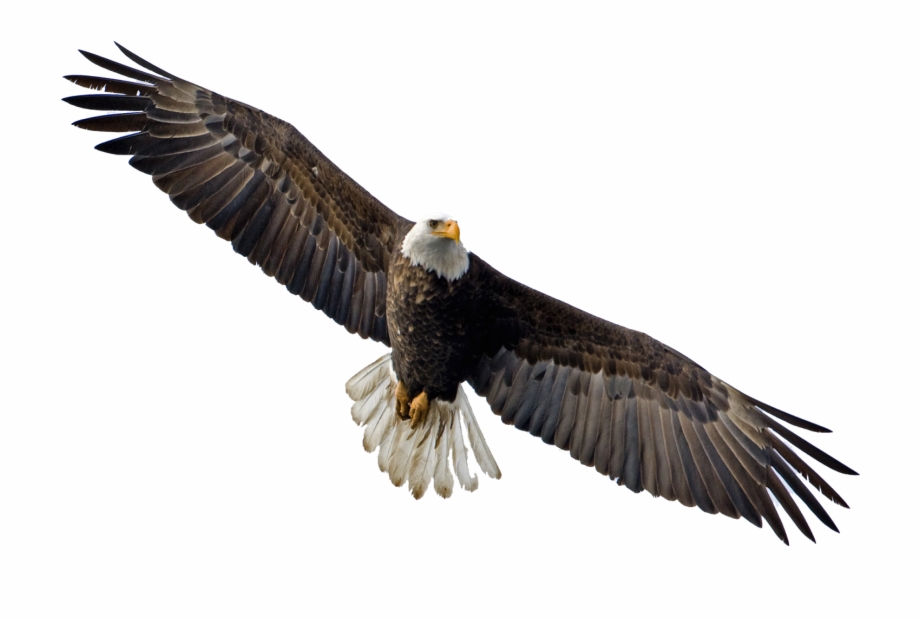 Download Soaring Eagle Transparent Png Flying Eagle Transparent