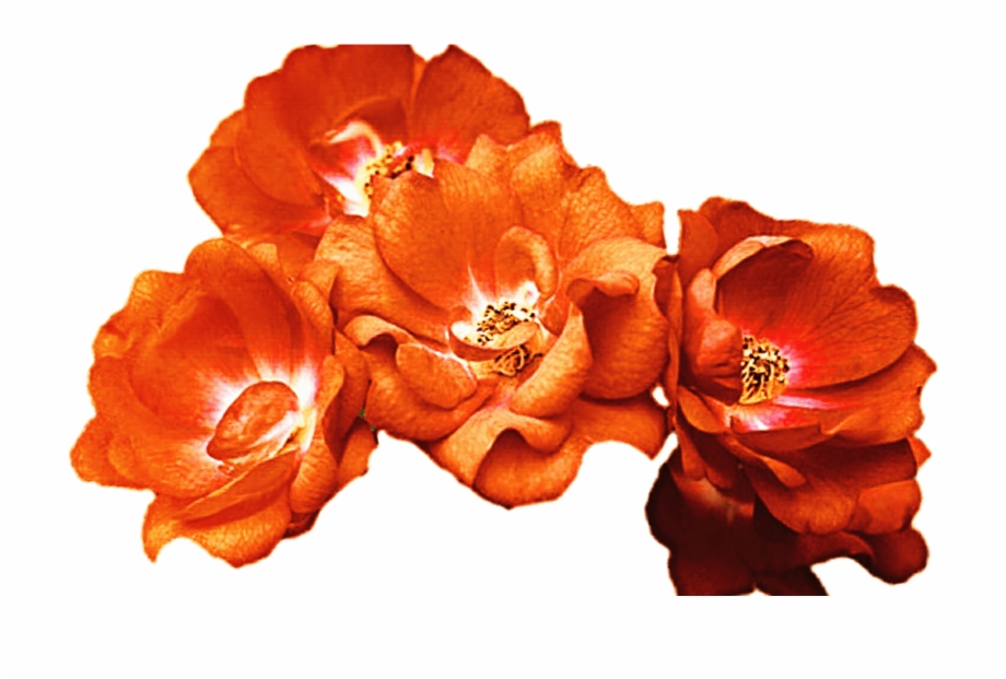 Aesthetic Orange Flowers Png - Largest Wallpaper Portal