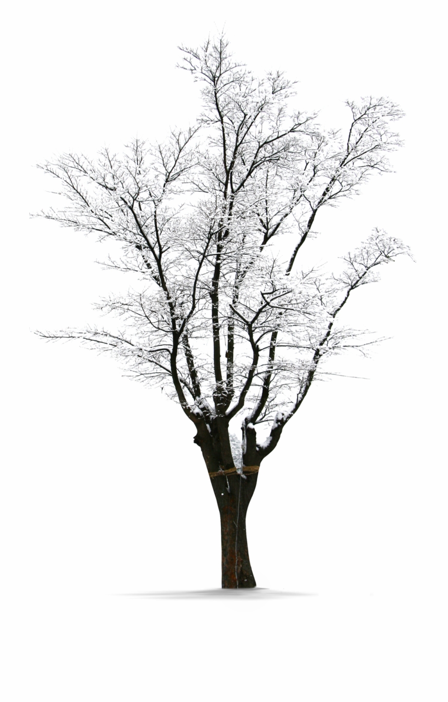 Winter Trees Snow Png Download Free Clipart Snow