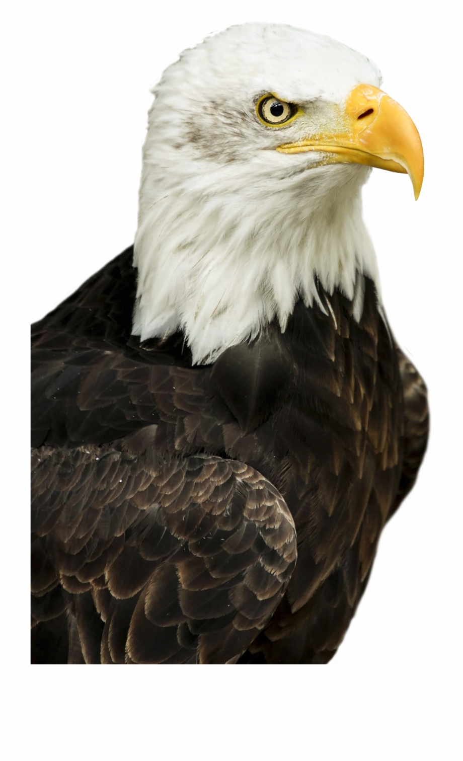 bald eagle png transparent
