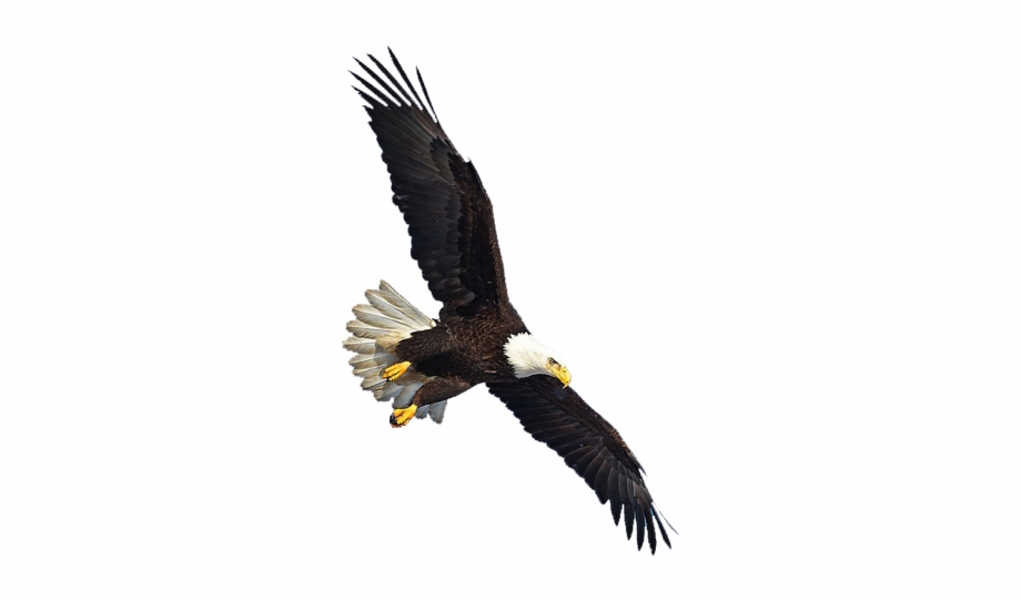 Eagle Png Image Free Download Eagle Flying Gif