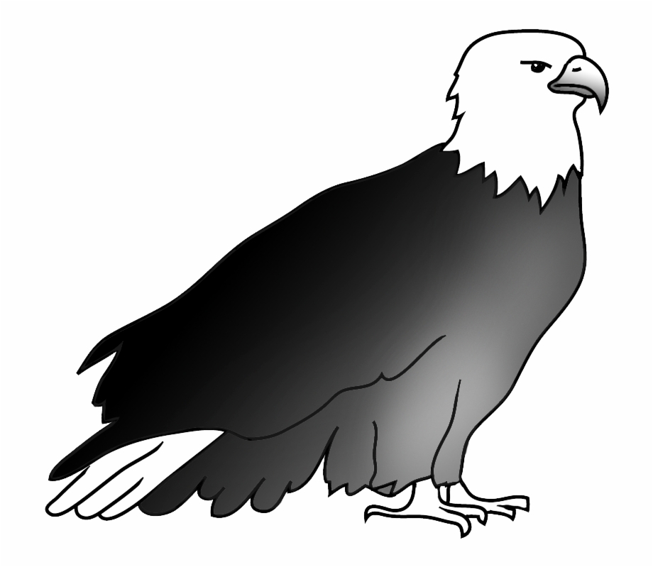 Resting Bald Eagle Drawing Drawing Eagle Transparent