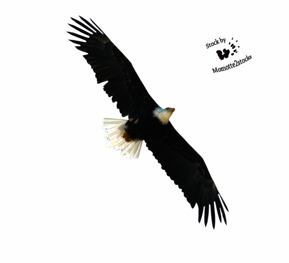 Bald Eagle Png Free Download Flying Bird Hd