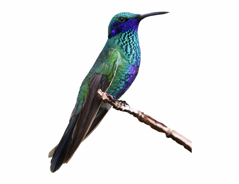 Real Hummingbird Png
