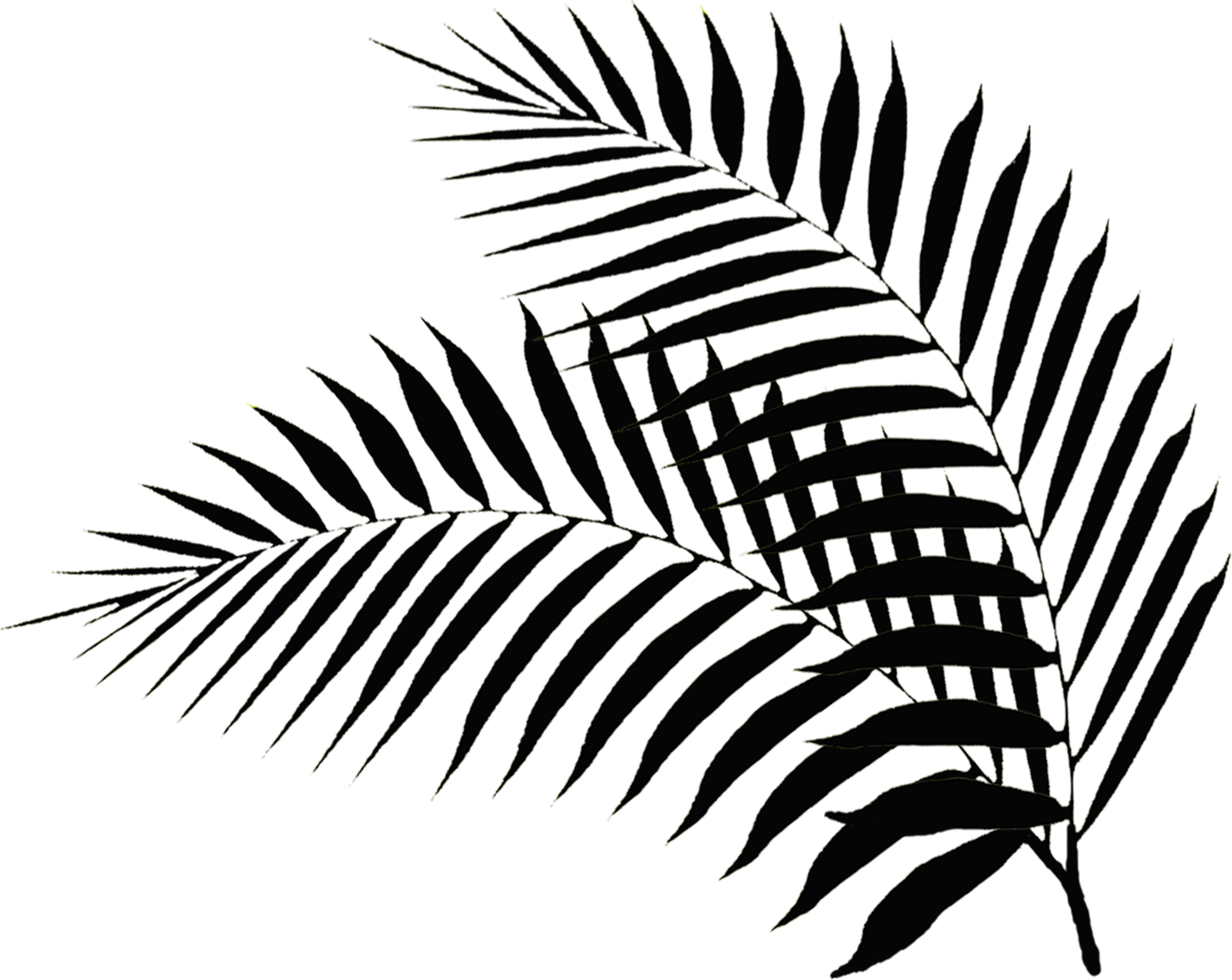 palm leaf vector png
