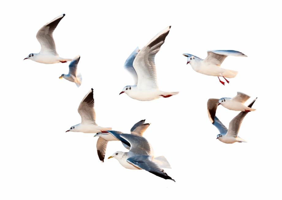 Bird Birds Fly Flying Sky Whitebirds Space Ocean