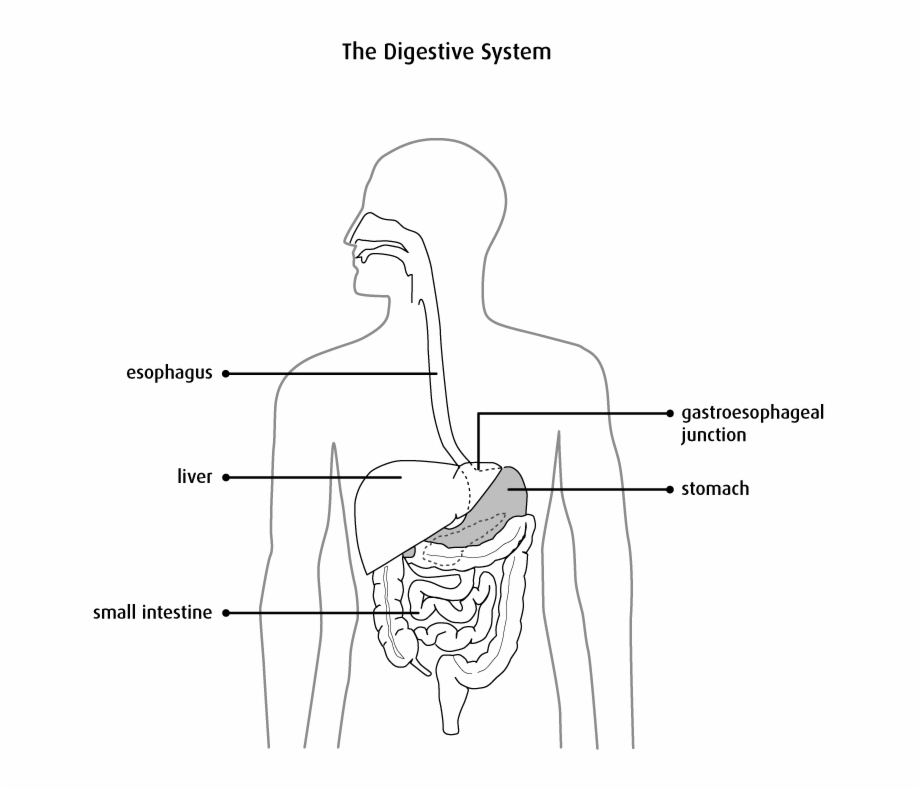human digestive system clipart black and white
