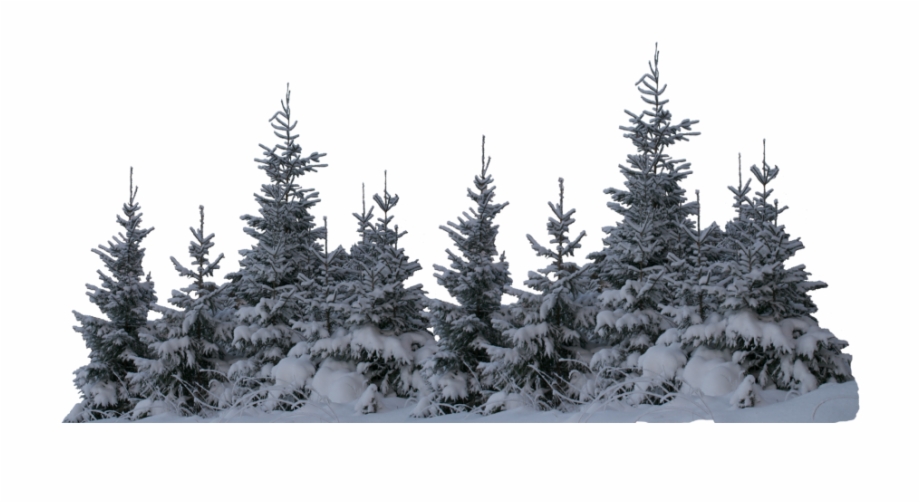 Ftestickers Winter Snow Forest Trees Freetoedit Spruce Winter
