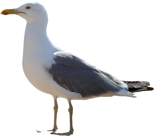 Gull Png Image File Mouette Png