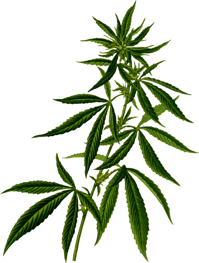 Free Weed Plants Png, Download Free Weed Plants Png png images, Free