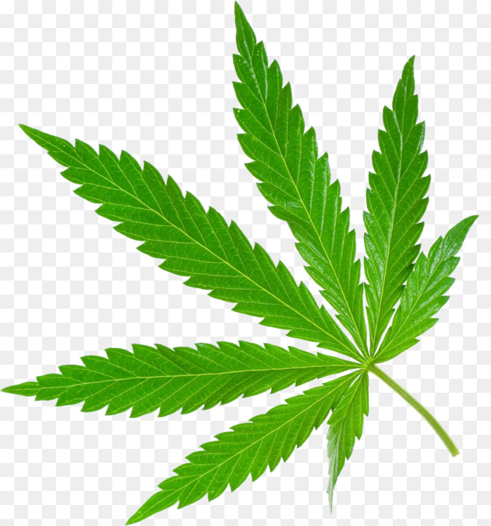 marijuana leaf
