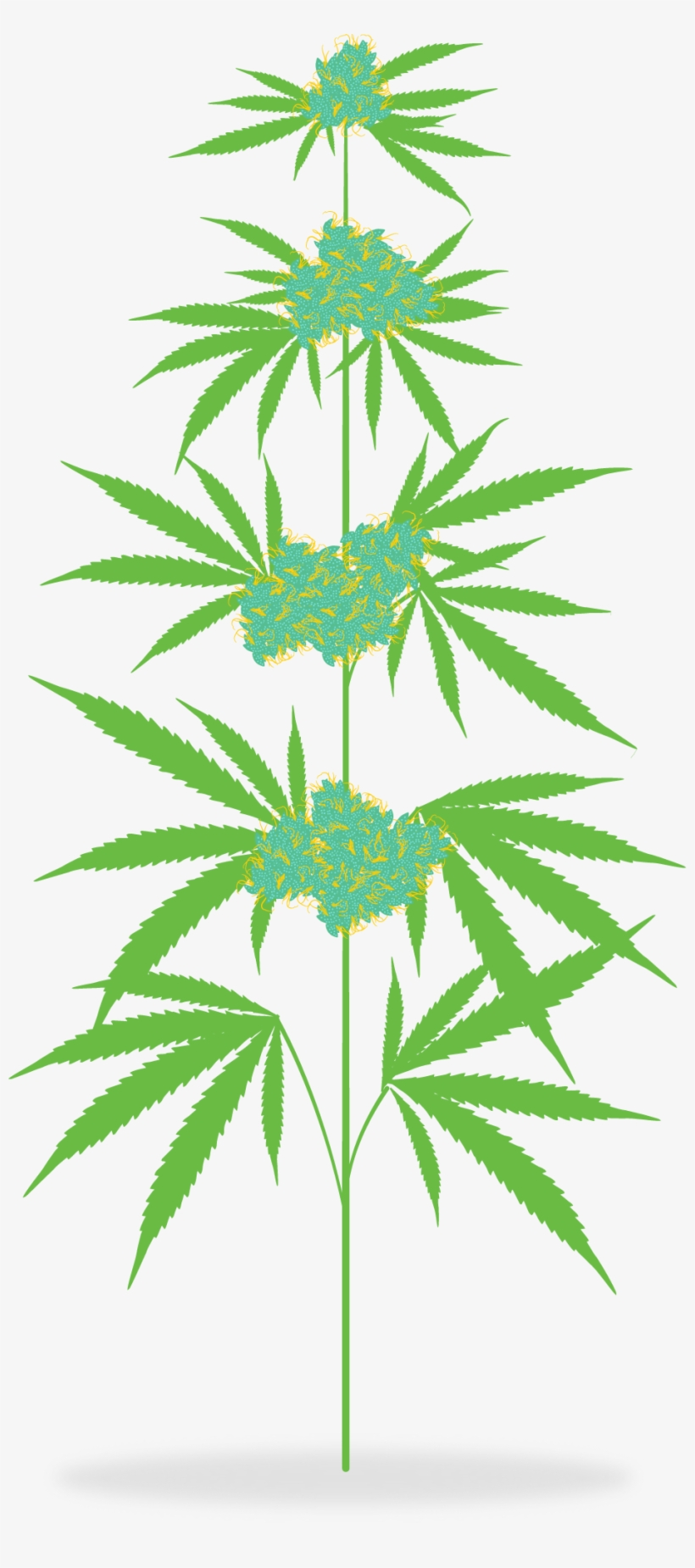 cannabis plant clip art
