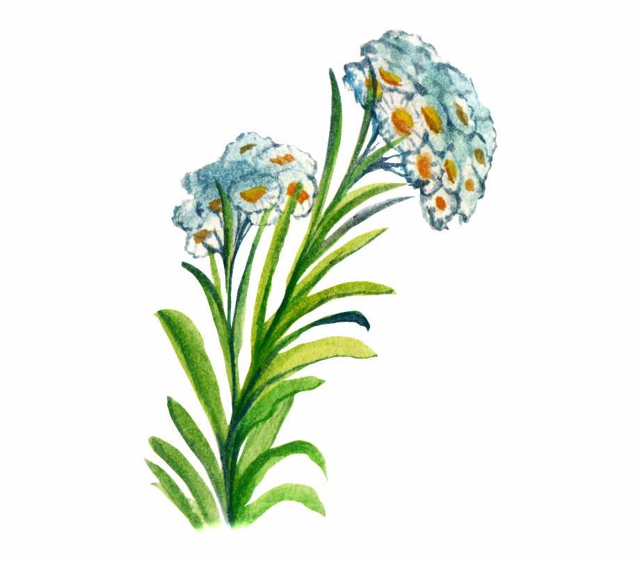 Hand Painted Flower Cartoon Transparent Watercolor Iris