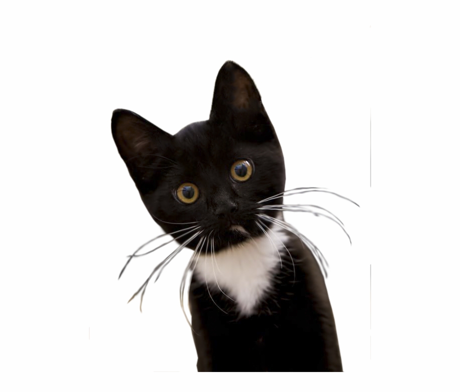 tuxedo black and white cat
