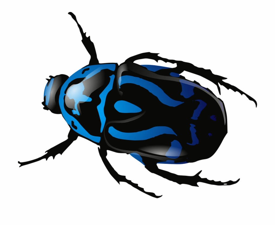 Beetle Insect Bug Beetle Insects