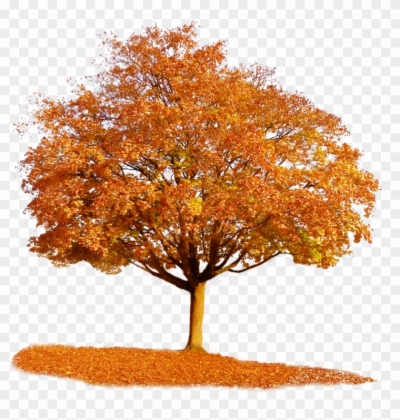 Fall Tree Png