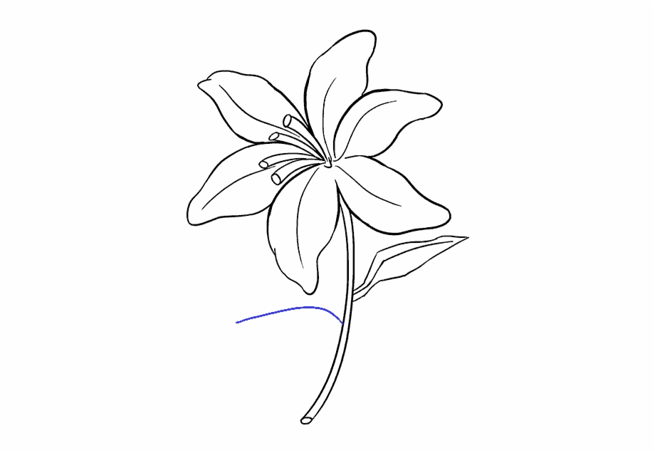 Drawing Tigers Lilies Drawing Of Lily