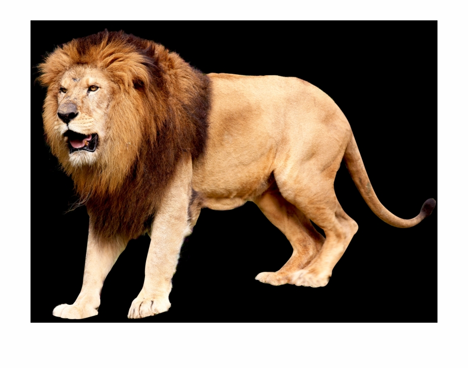 Png Images Lion African Lion Transparent Background