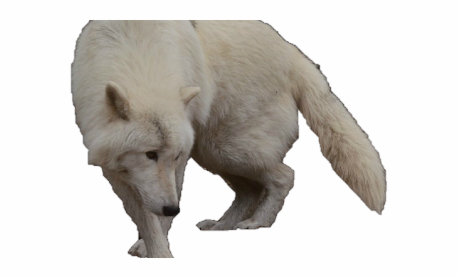 White Wolf Clipart Wolf Silhouette Arctic Wolf With