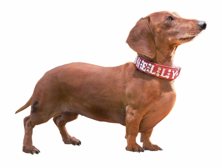 Weiner Dog Png Wiener Dog Png