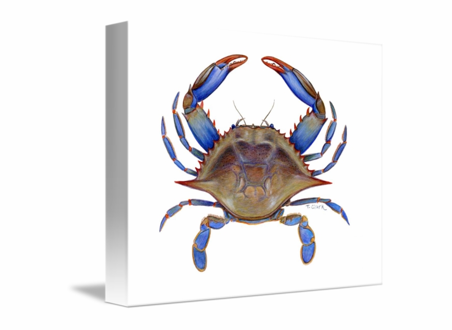 Blue Crab Png