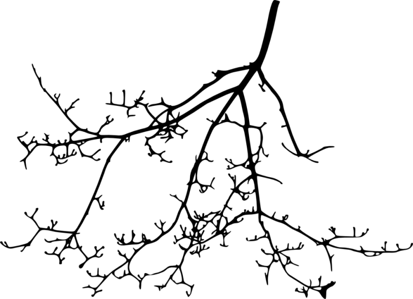 Free Png Tree Branch Silhouette Png Images Transparent