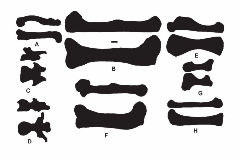 Silhouettes Of Various Bones In Dorsal And Lateral